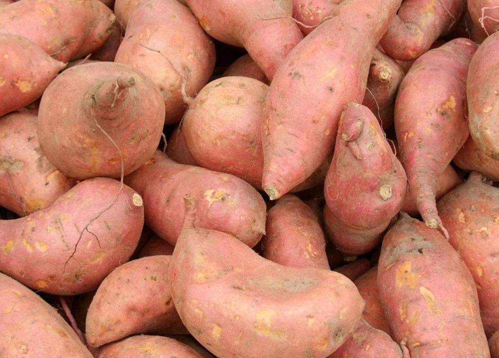 標(biāo)準(zhǔn)型紅薯淀粉生產(chǎn)線 標(biāo)準(zhǔn)型紅薯淀粉生產(chǎn)線