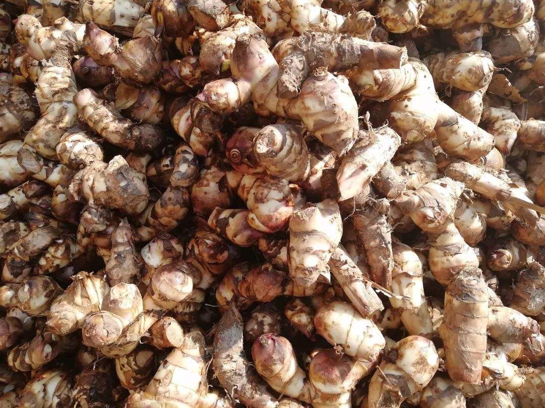 實用型芭蕉芋淀粉生產(chǎn)線 實用型芭蕉芋淀粉生產(chǎn)線