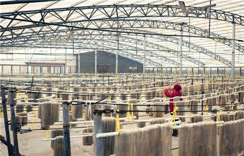 開辦一家紅薯粉絲粉條加工廠我們需要準備些什么？